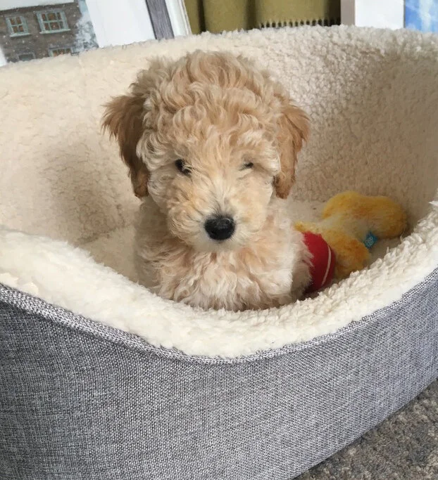 shiloh-pup.jpg