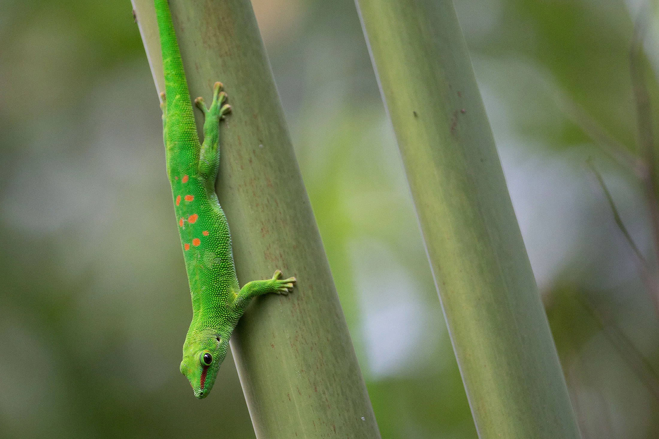 Ohne Zweifel «am schärfsten» ist die Kombination der EOS 5D MkIII mit dem 200–400er. Das Bild vom grossen Madagaskar Taggecko ist ganz toll geworden. Canon EOS 5D MkIII, Canon EF 200–400mm f/4L IS USM Extender 1.4x, 526 mm, 1/500 Sek, f 5.6, 3200 ISO, Stativ, leichter Ausschnitt.