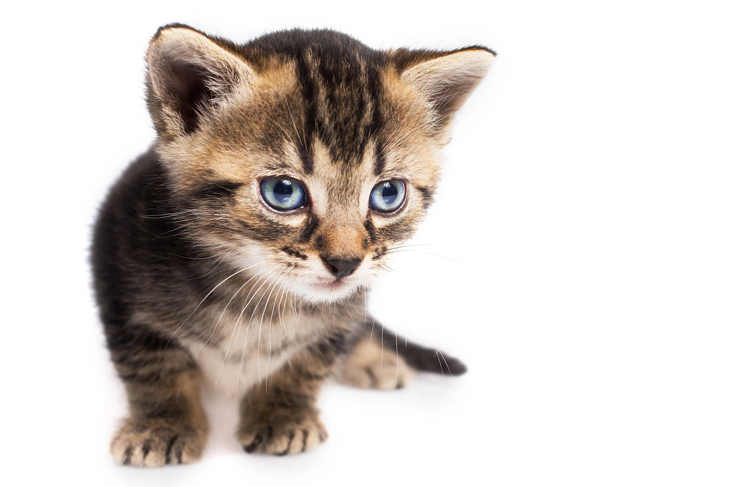 Spiel mit den Reflexen: Um ein knackigeres Licht und interessante Reflexe in den Augen der jungen Katzen zu erhalten, habe ich diese Aufnahmen mit dem Umbrella Silver XL realisiert. Mehr Bilder aus dieser Serie finden Sie in meinem Blogartikel vom 14. Juli