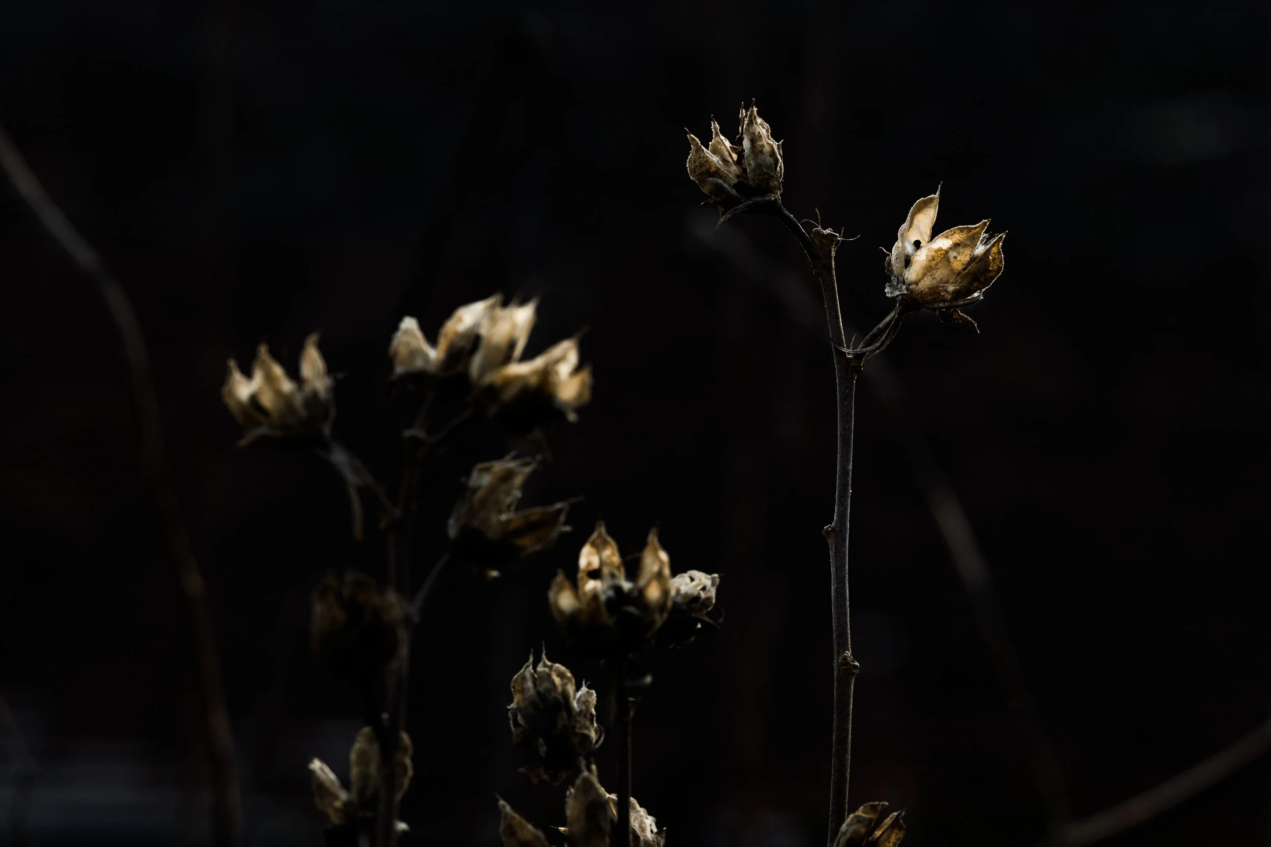 Leica SL mit APO-Summicron-SL 2/90 mm / 1/400 sec / f 7.1 / 400 ISO Eine etwas schnellere Verschlusszeit, da sich die Pflanzen leicht bewegten