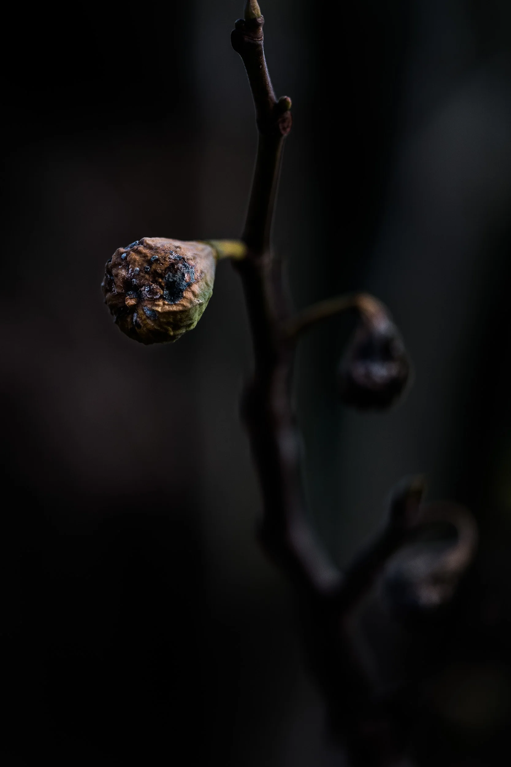 Leica SL mit APO-Summicron-SL 2/90 mm / 1/1600 sec / f 2.0 / 200 ISO