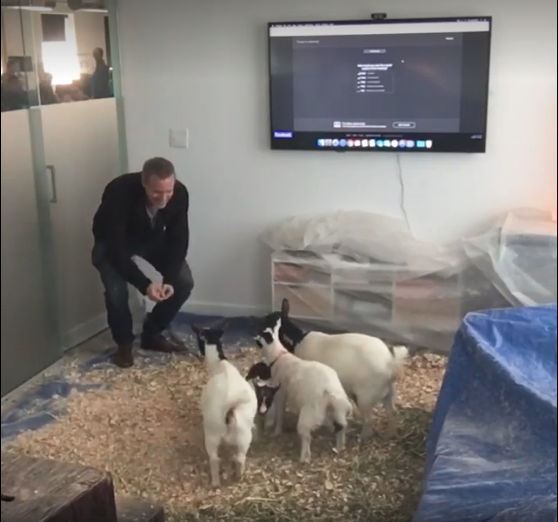 buzzfeed-goats.png