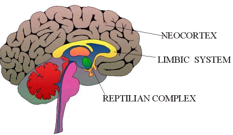 3-brains.gif