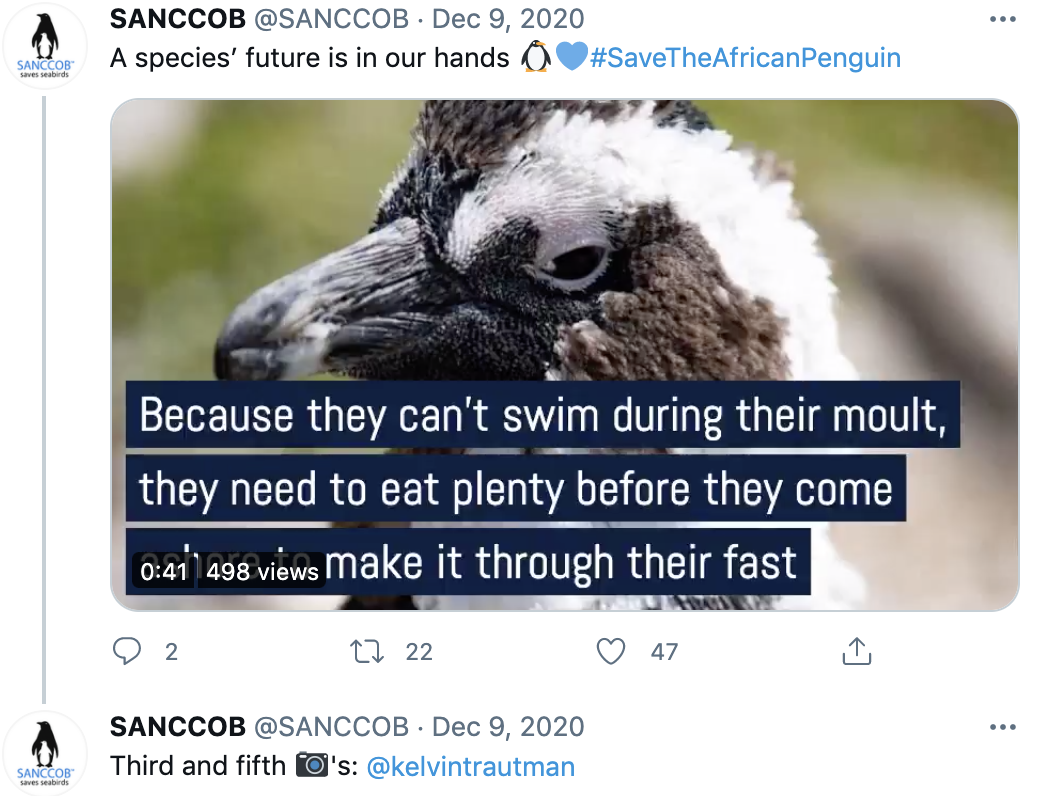 Making #SaveTheAfricanPenguin a Focus on the SANCCOB Accounts