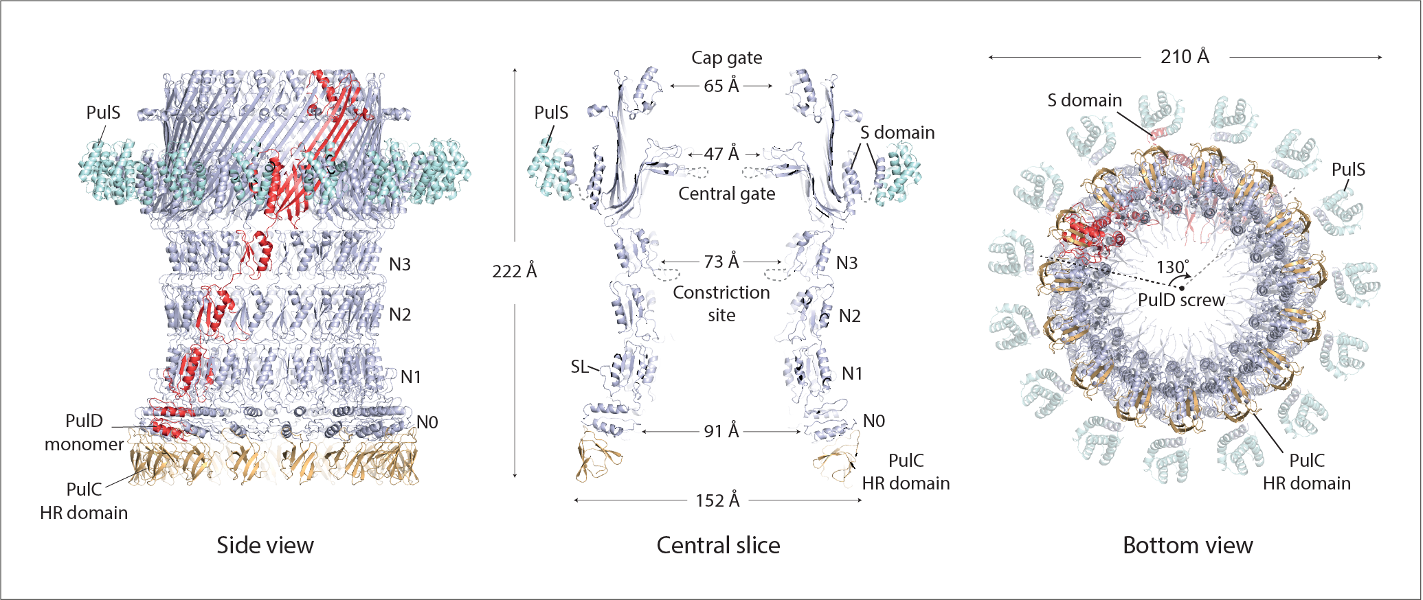 T2SS_secretin.png