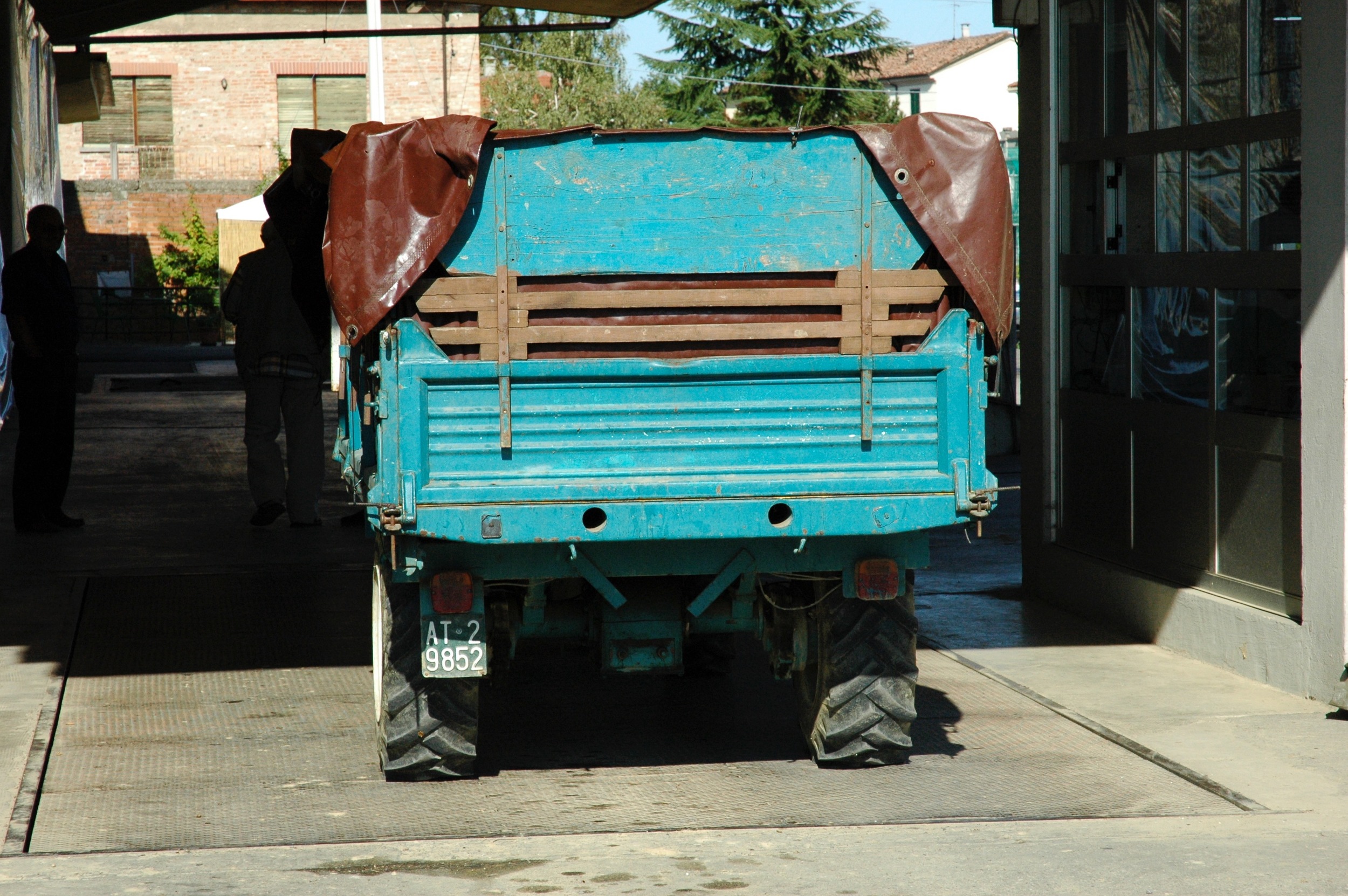 Grapes being brought to weighing station, Monferrato 