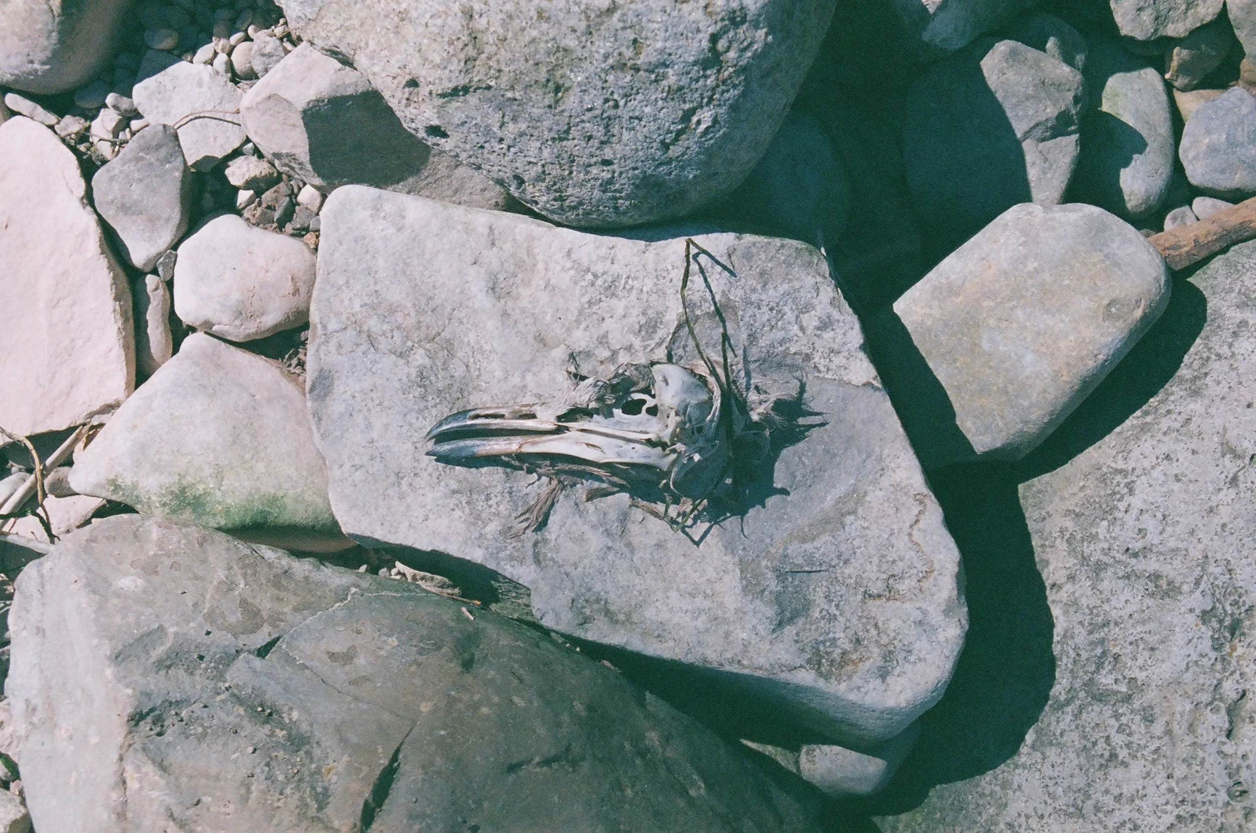 ((35mm film))