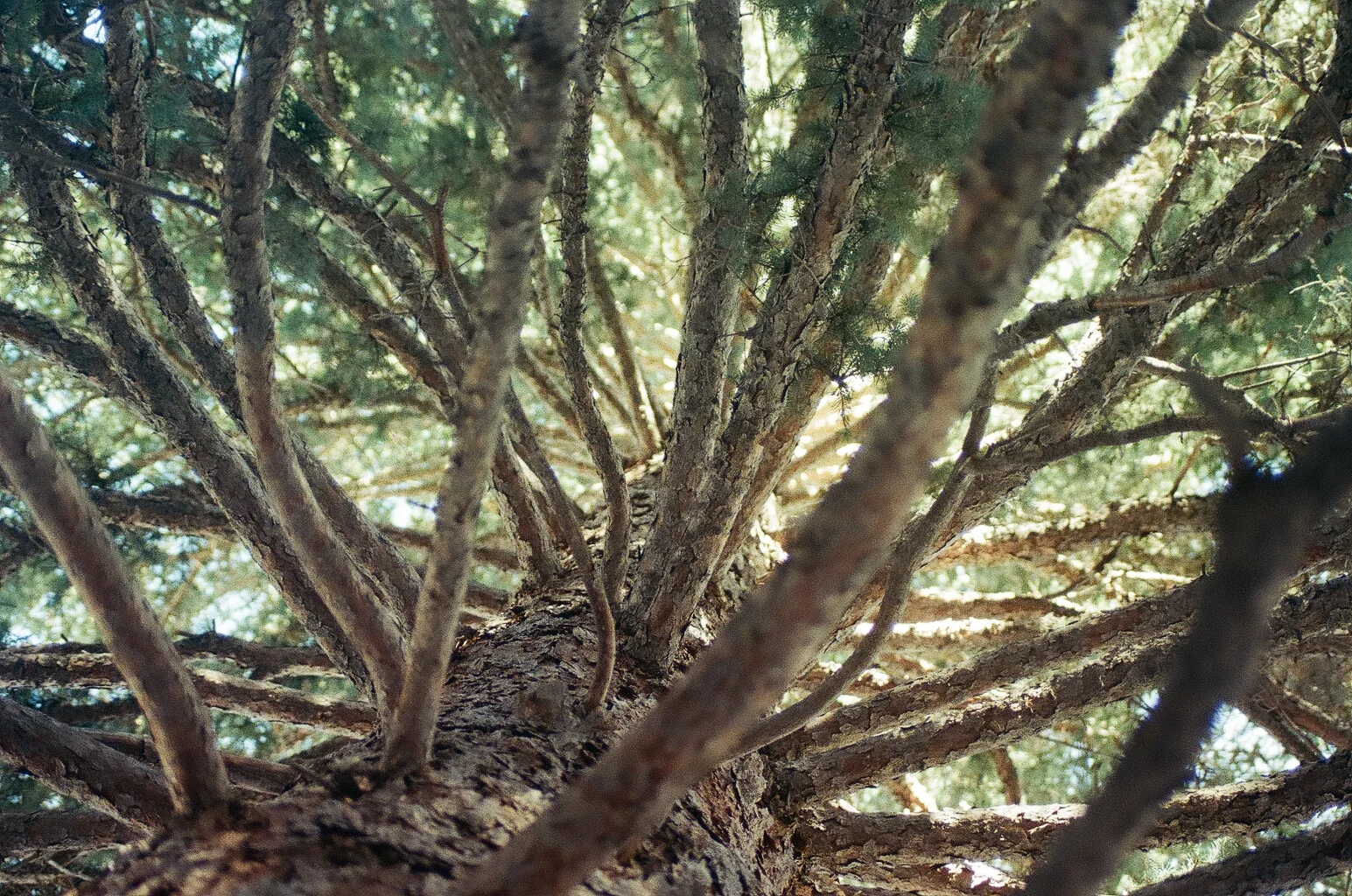 95550032.jpg
