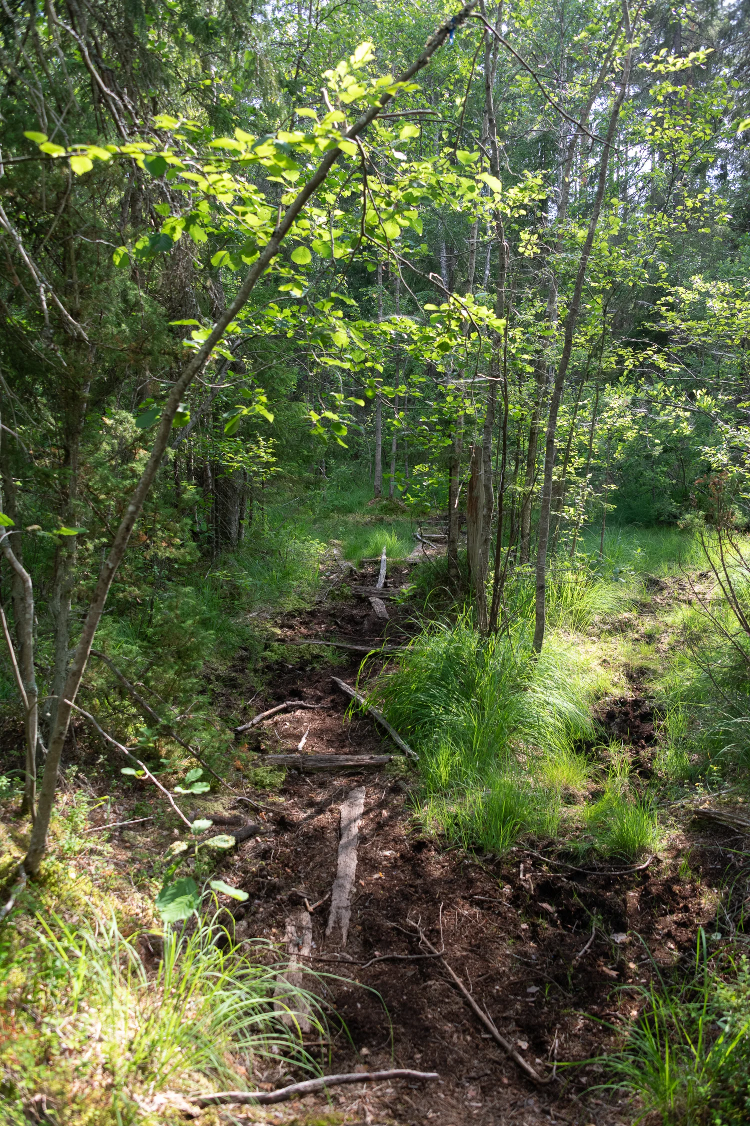 wetland trail nuuksio.jpg