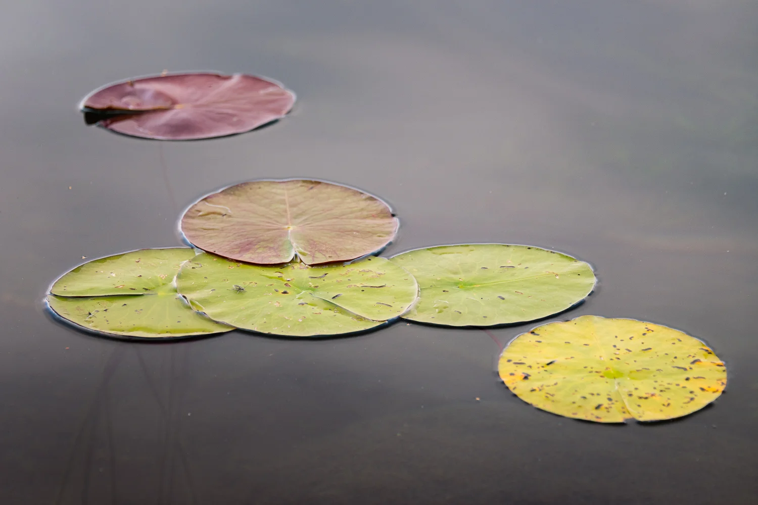 lily pads.jpg