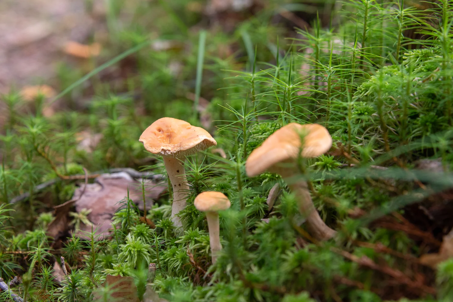 kanterelli chanterelles.jpg