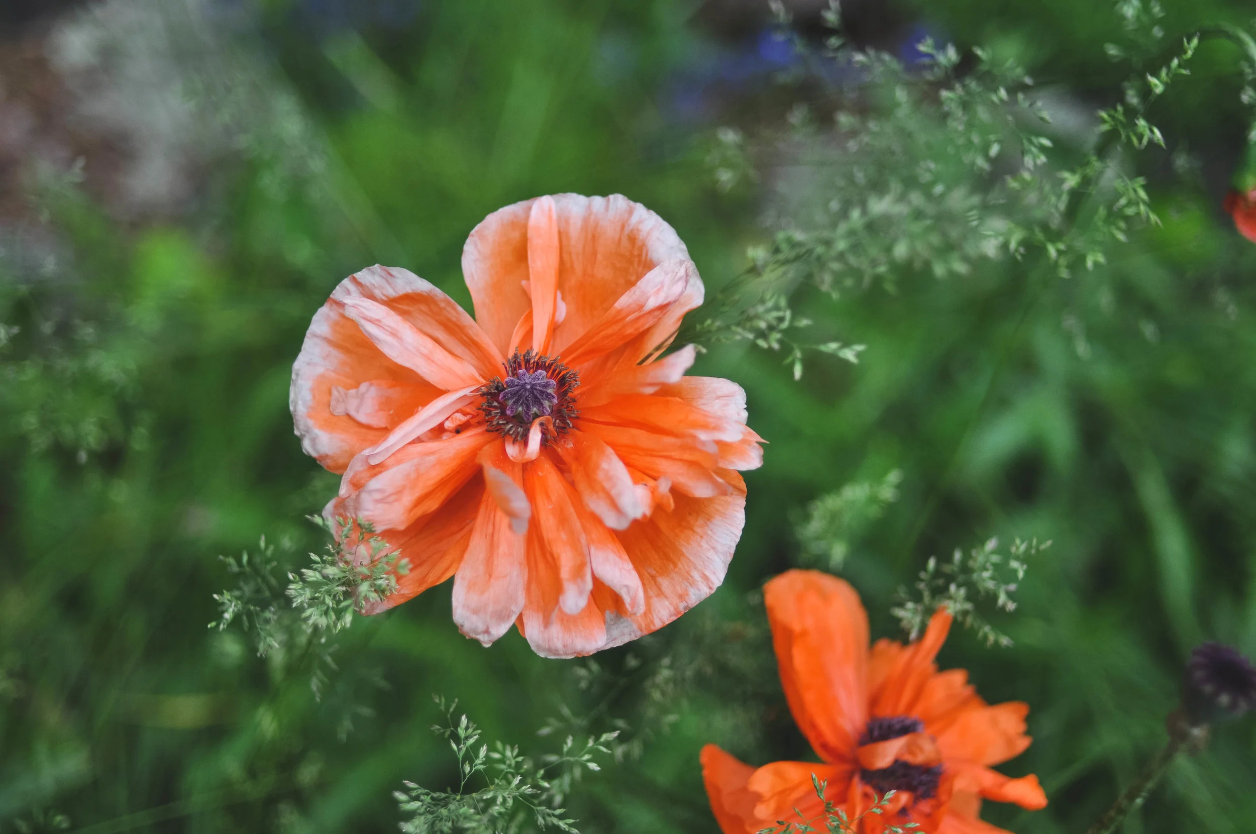 DSC_1589.jpg