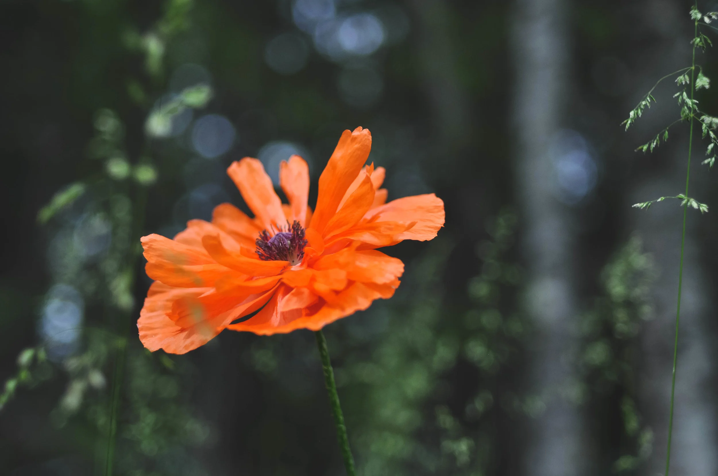 DSC_1594.jpg