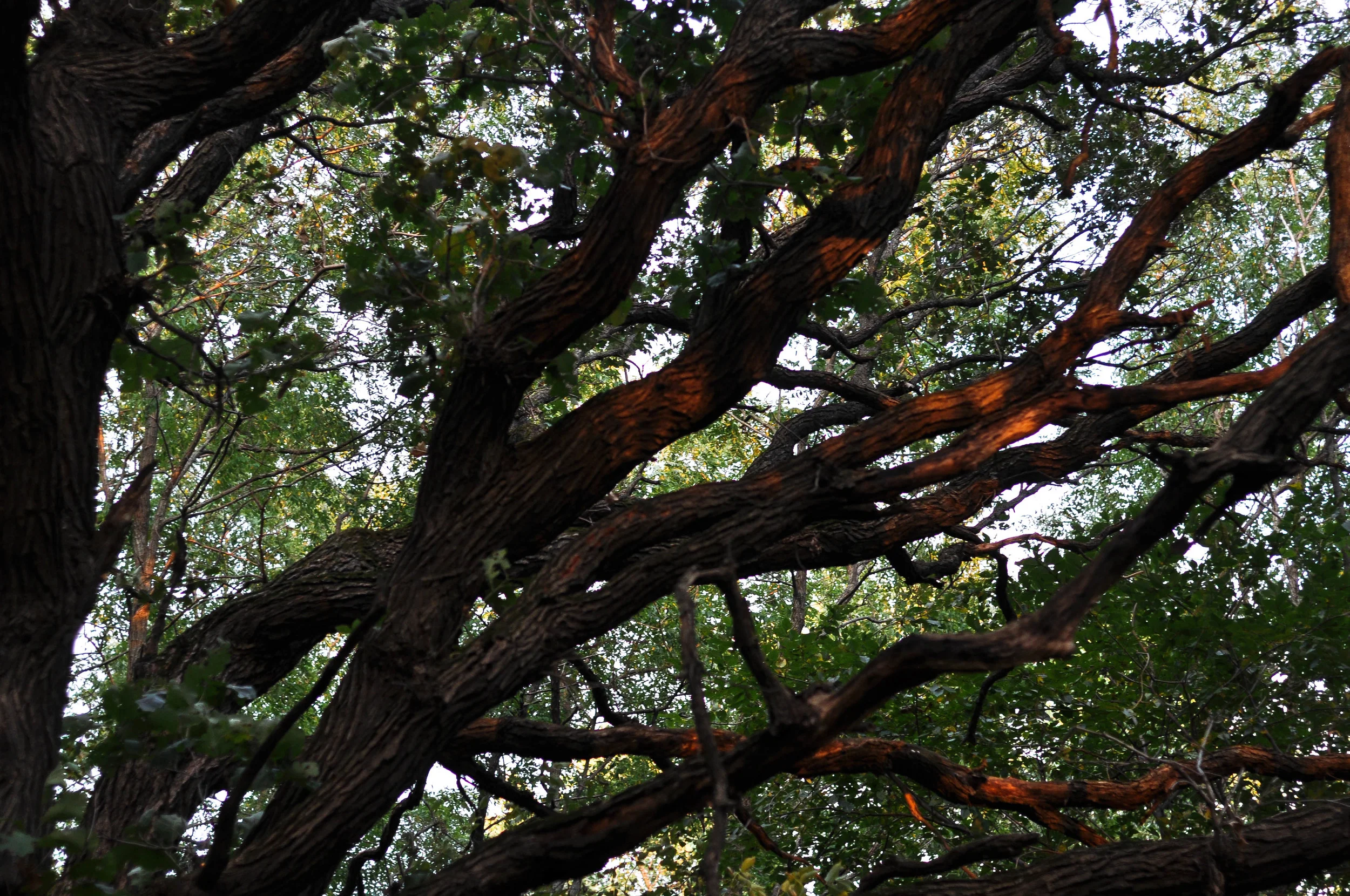 DSC_1562.jpg