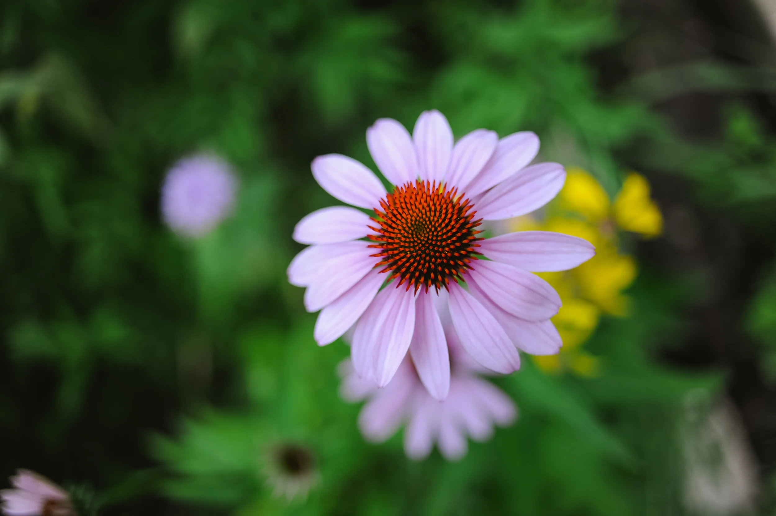 DSC_0025.jpg