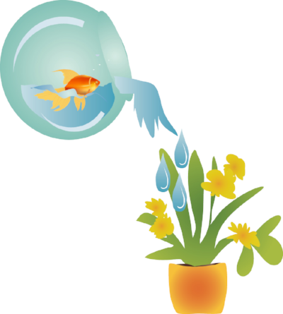 Use old fish water to water your plants.