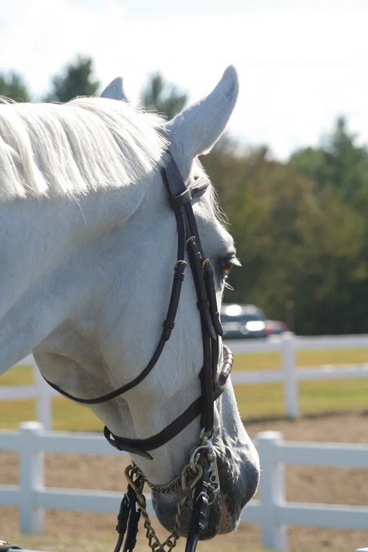 HorseWhiteHeadshot-Resized.JPG