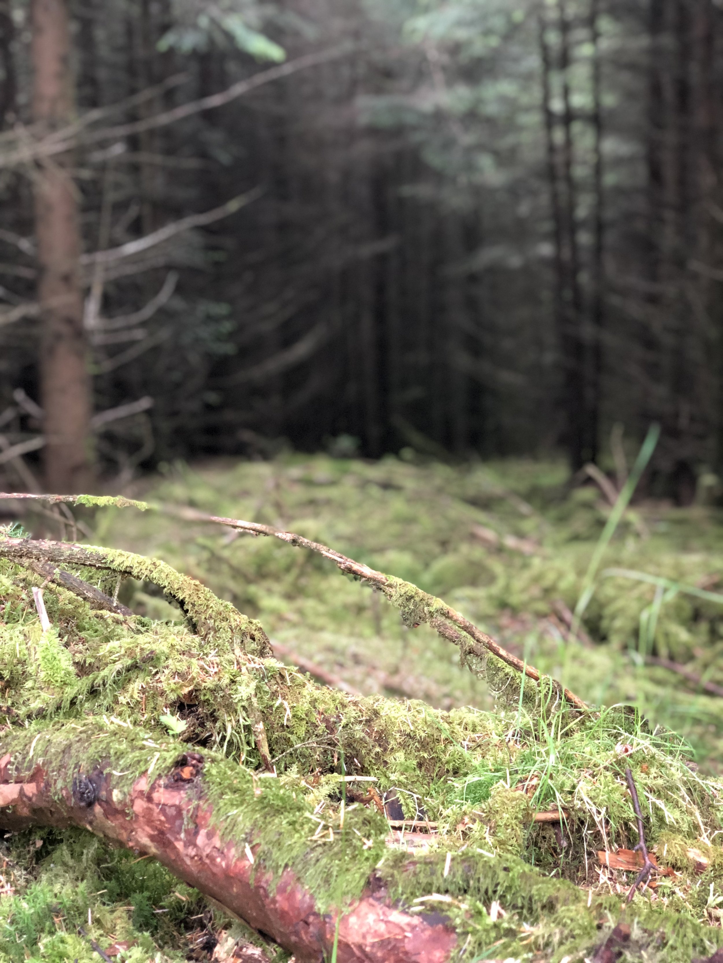 Moss and deep dark forest