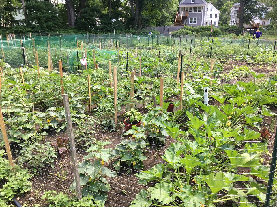 pratt st garden.jpg