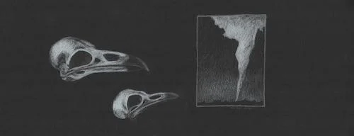 Crow and Raven Worry About Plaza Curve Copyright Terri Myers Wentzka 2015, all rights reserved. White pencil on black paper, 6.75 x 17"