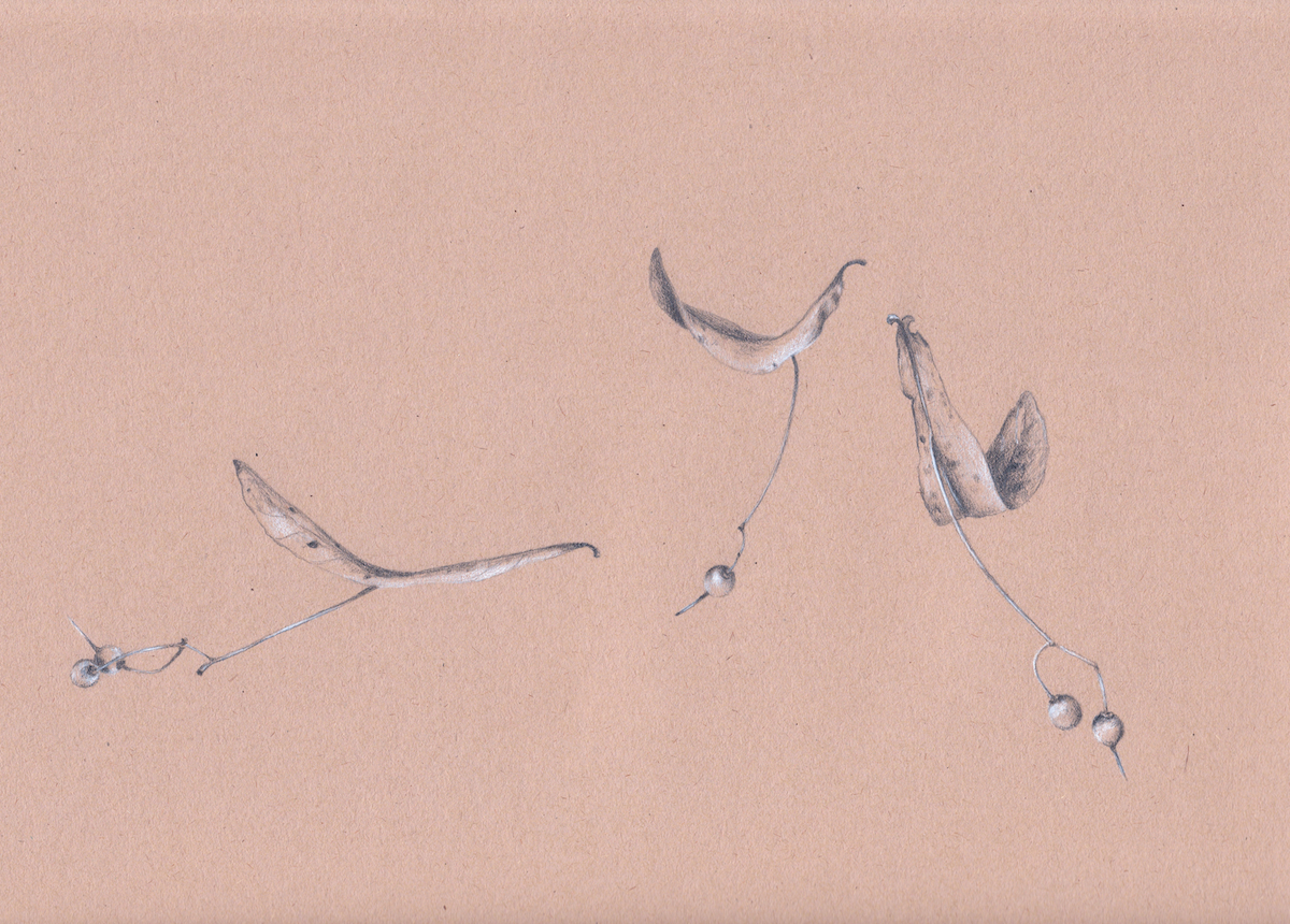 I Warned You About Him Copyright Terri Myers Wentzka 2014, all rights reserved. Graphite & white pencil on brown paper, 9 x 12" Private collection