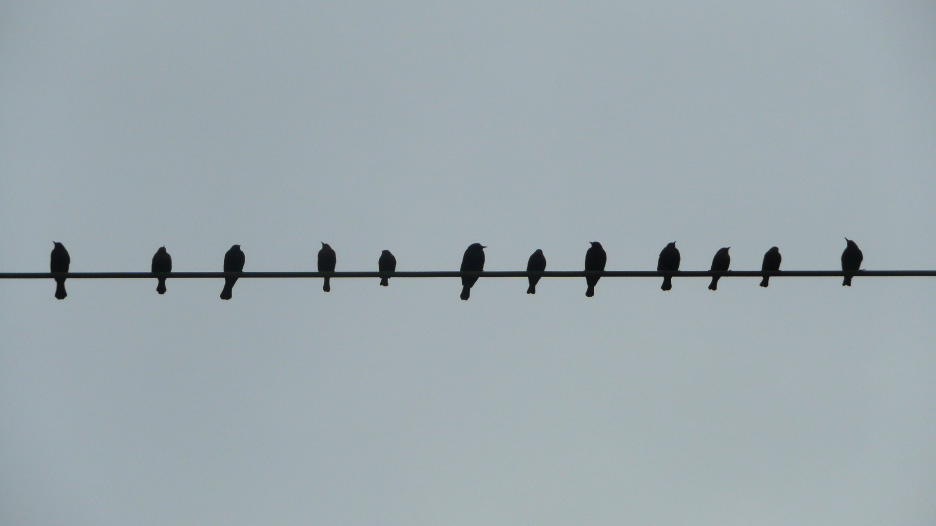 P1070833_birds-on-a-wire-2.jpg