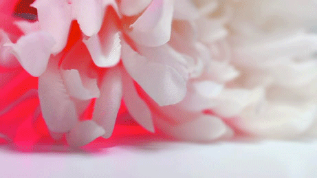 antinomia-andreassen-blanc-pv.gif