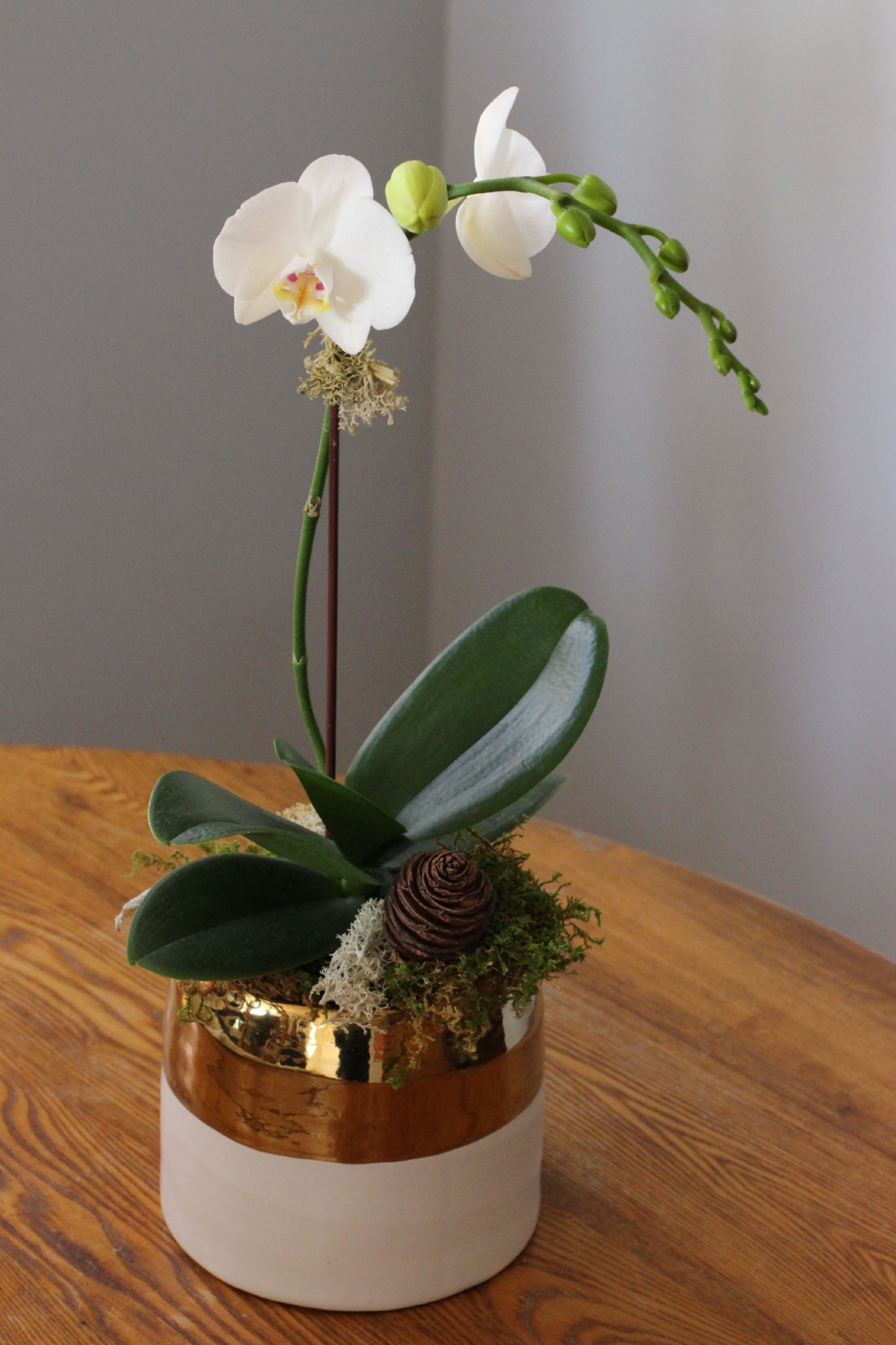 White Phaleanopsis orchid in decorative ceramic container, $75 .