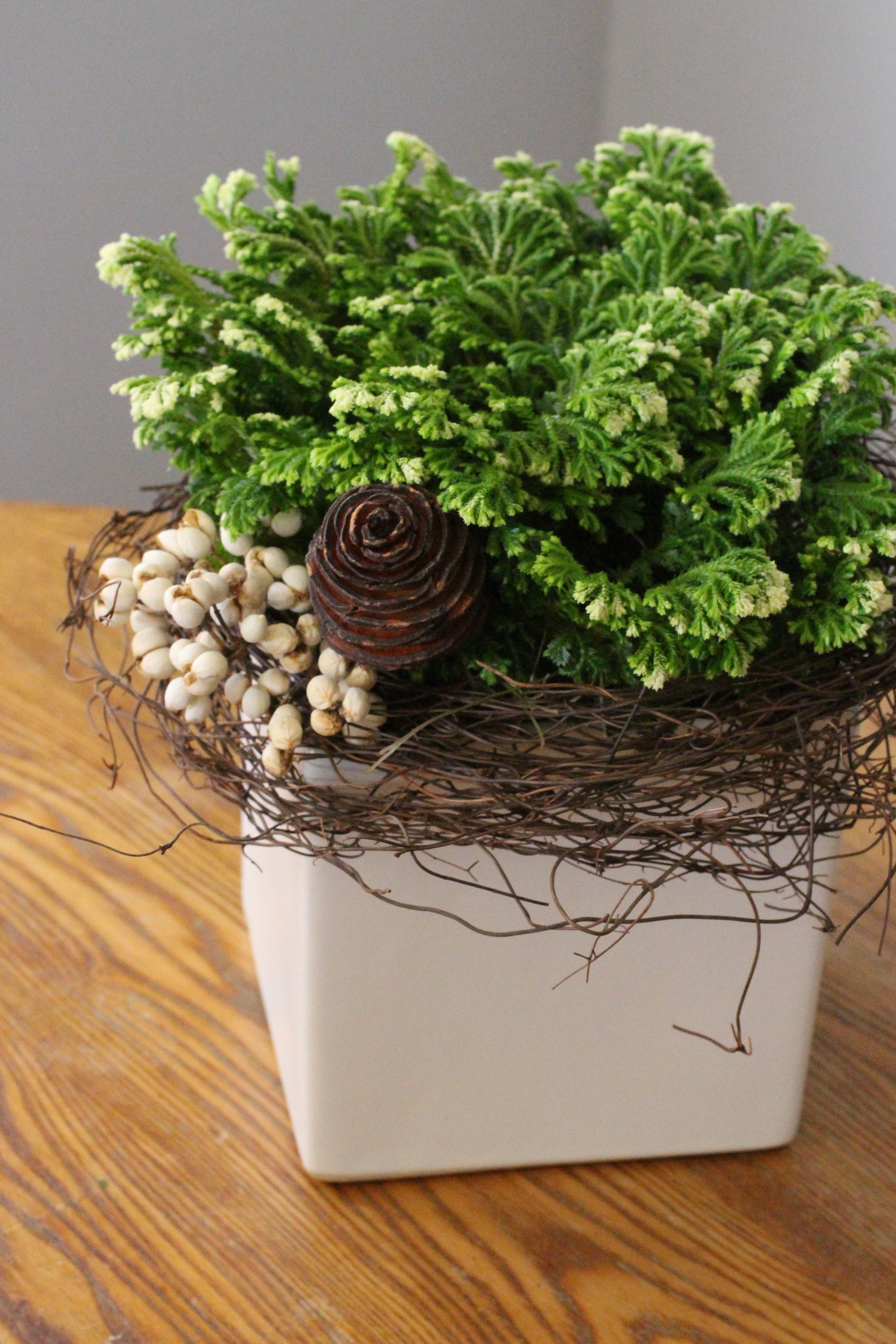 Frosty Fern ( Selaginella) in white ceramic cube, $35.