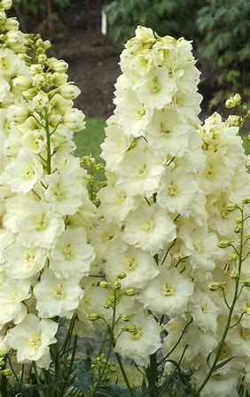 delphinium white.jpg