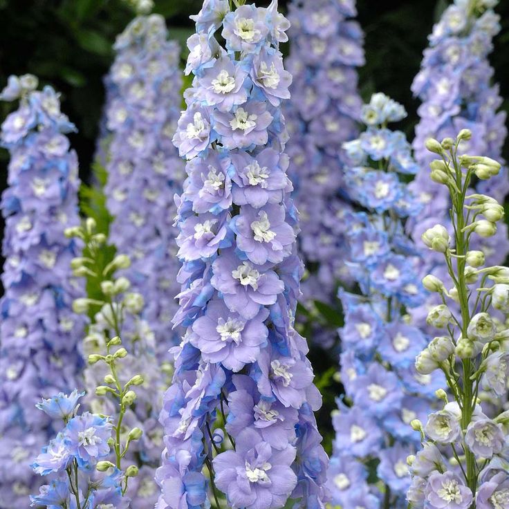 delphinium.jpg