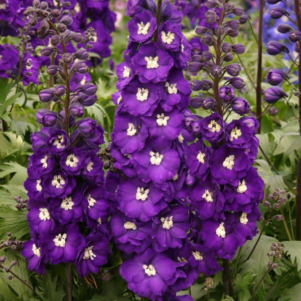 delphinium purple.jpg