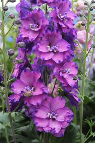 delphinium lavender.jpg