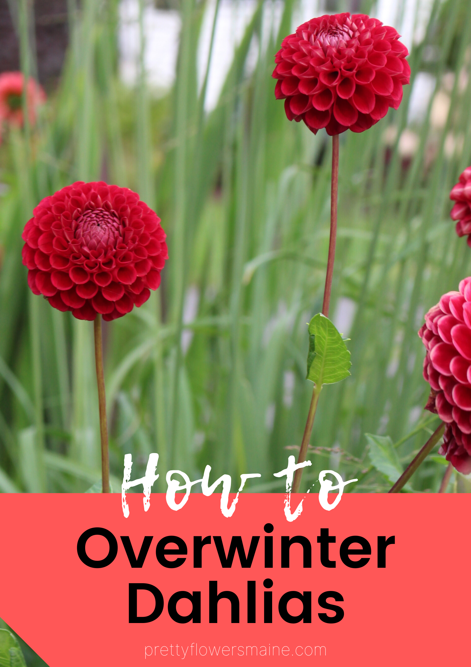 How to Overwinter Dahlias — Pretty Flowers