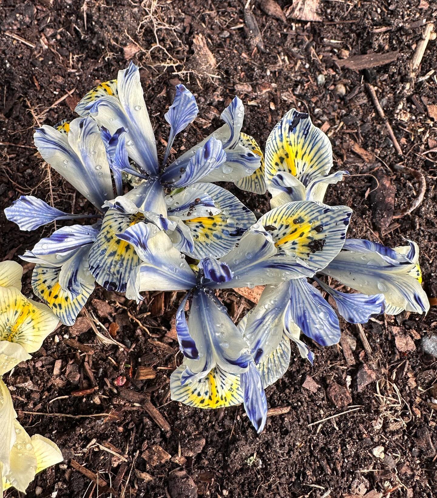 People often ask what our favorite plant or plants are, and while it&rsquo;s usually very hard to choose our landscape manager Syretha has a clear choice when it comes to spring bulbs - Iris reticulata &rsquo;Katharine Hodgkin&rsquo; (pictured here n