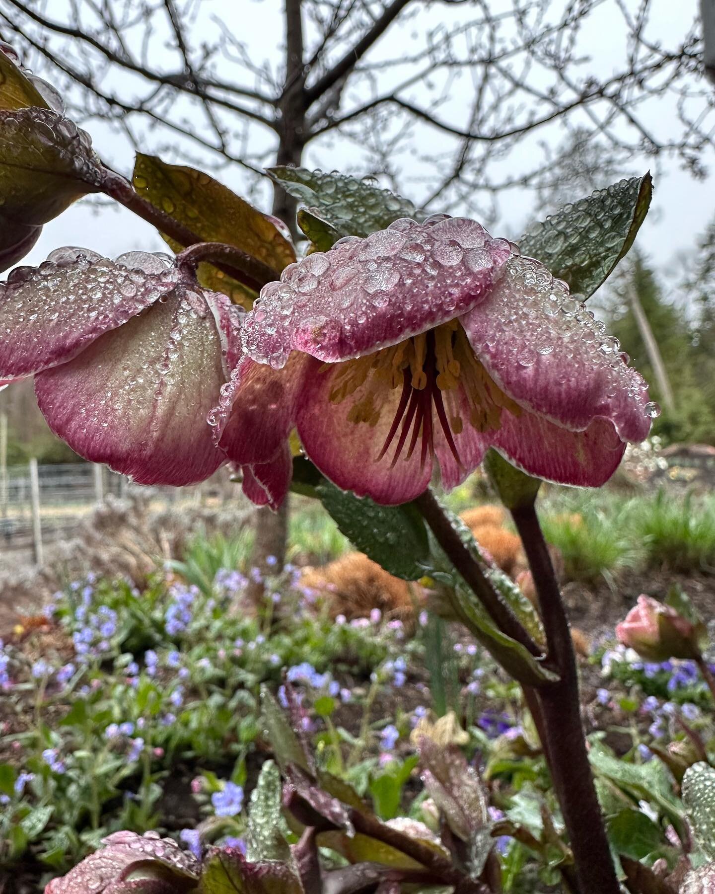 Happy to see some moisture out there at last! Last week&rsquo;s warm weather really has all the early spring plants blooming, now they just need those April showers! 🌸🌷🌧️☔️

#prettyflowers #prettyflowersmaine #mainegardens #mainegardeners #womenin