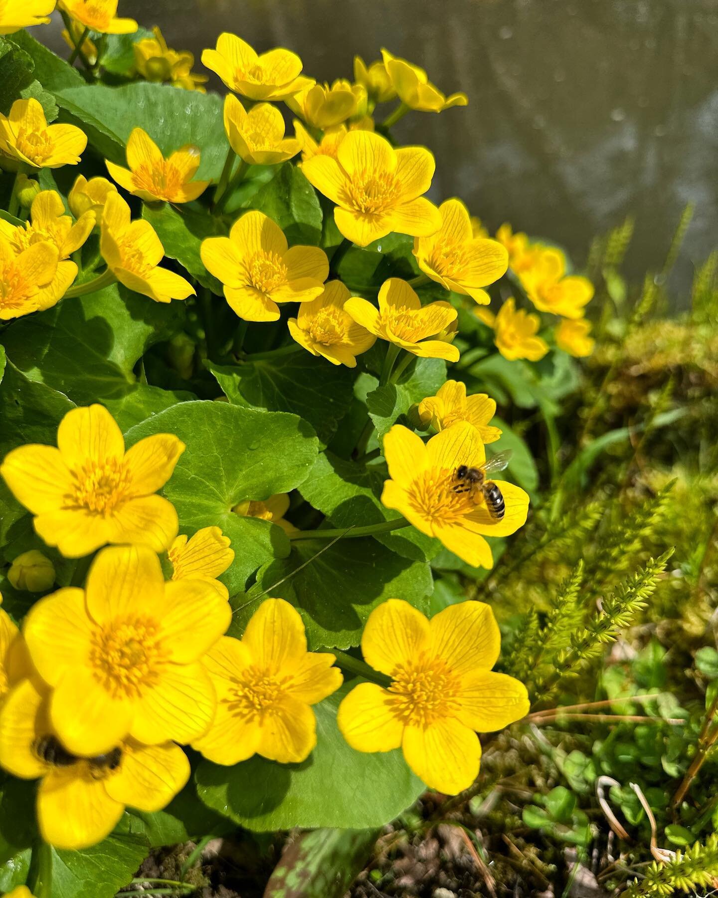 Oh what a glorious spring day at last! After a rainy and frankly fairly miserable week working in the cold rain we&rsquo;re all basking in this beautiful weekend! Hope you too can get outside and enjoy the sunshine like this honey bee on a marsh mari