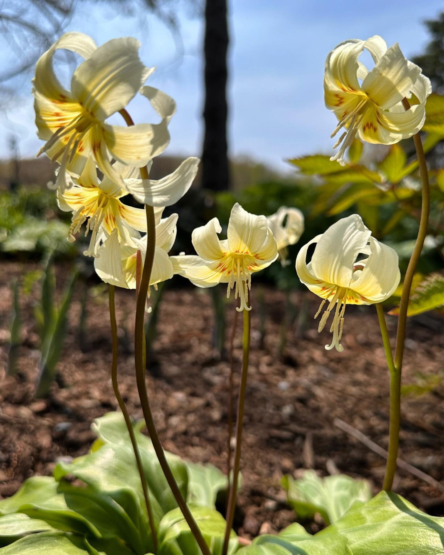 How dreamy is this god tooth violet, Erythronium &lsquo;Pagoda&rsquo;!!! Happy weekend everyone, enjoy the sunshine! 

#prettyflowers #prettyflowersmaine #mainegardens #mainegardeners #womeninhorticulture #womenwhogarden #landscapedesign #thewaylifes