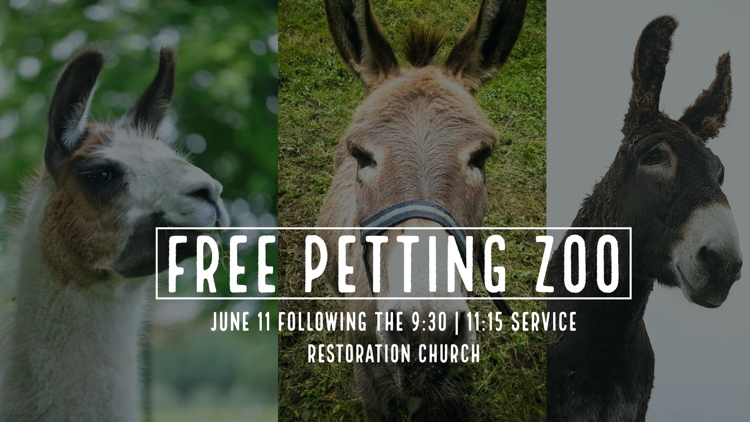 Free Petting Zoo