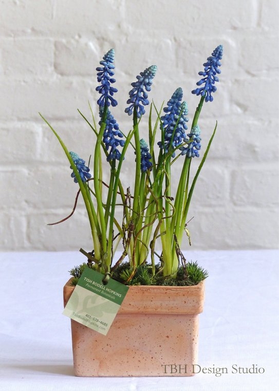 Muscari in Terracotta Pot