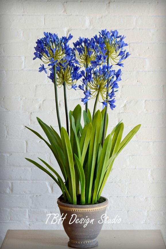 Agapanthus in handmade Wakefield Pot