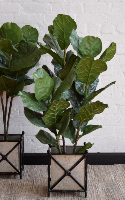 Fig Floor Plant, medium size