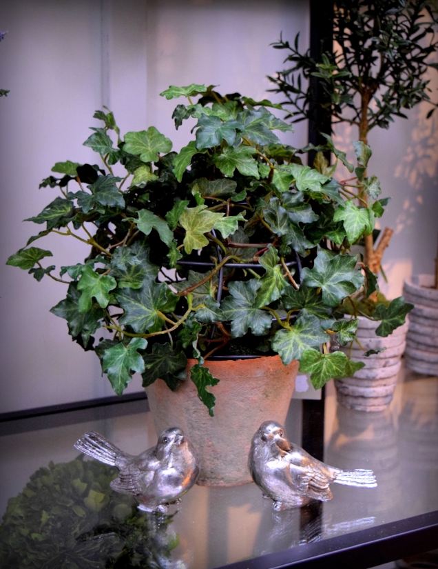 English Ivy in Terra Cotta Pot