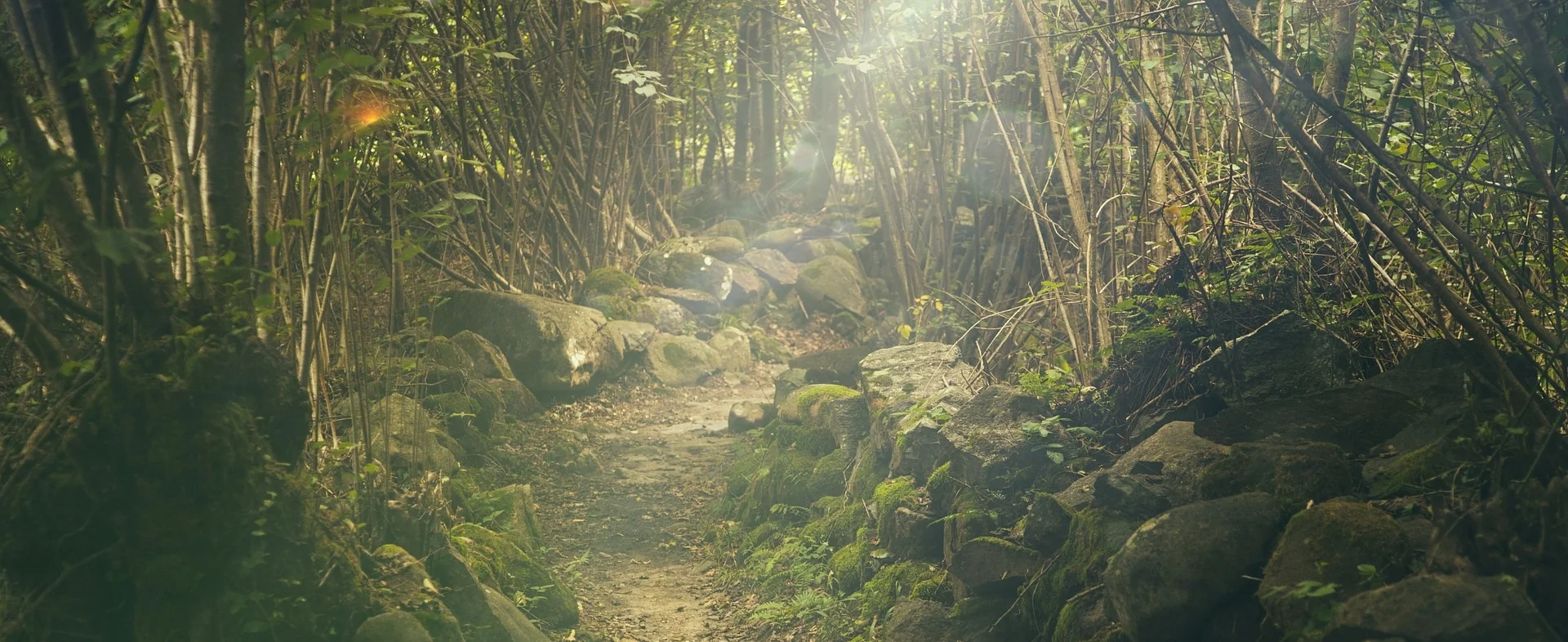 forest-438432_1920.jpg