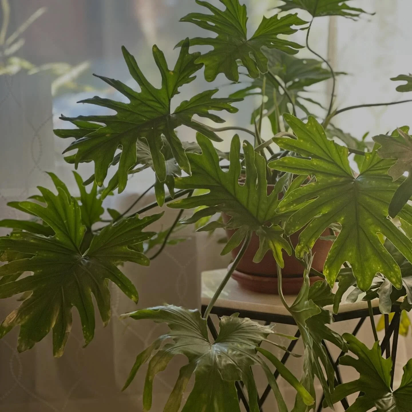 Sometimes the afternoon sun hits just right. 

This philodendron Selloum has been a trusty companion in our lounge for many years, and we have to admit, she&rsquo;s pretty photogenic. 

#houseplant #houseplanthouse #dayspa #eugeneoregon #smallbusines