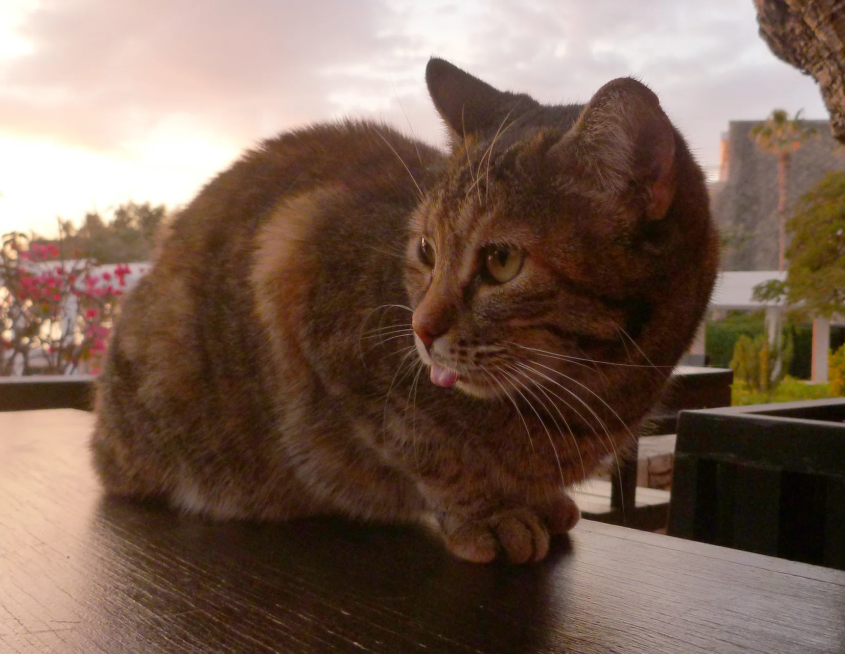 cat tongues = the best