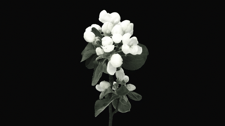 Billie Eillsh No.2 Ingredients