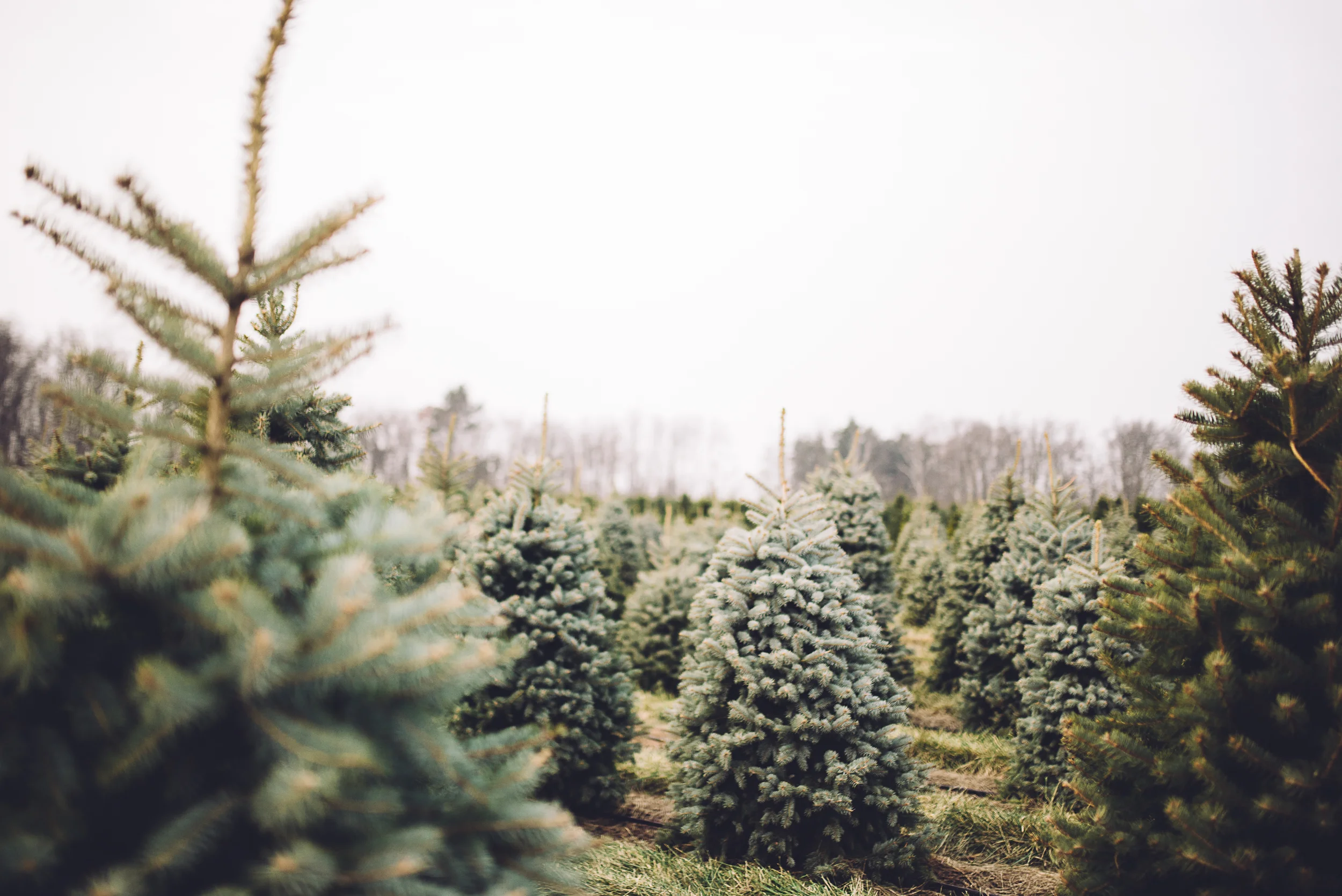 christmas-tree-cutting-2.jpg