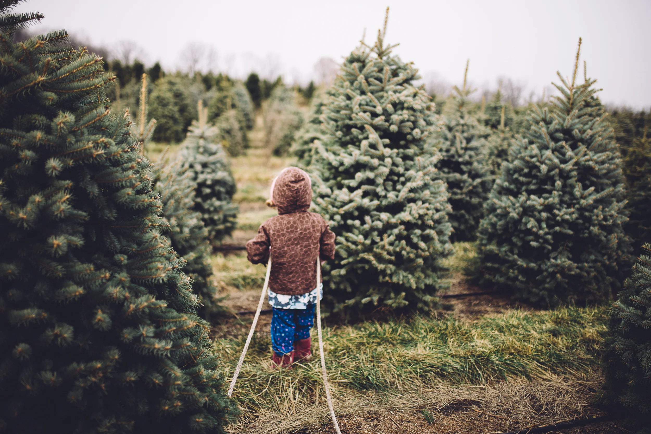 christmas-tree-cutting-3.jpg