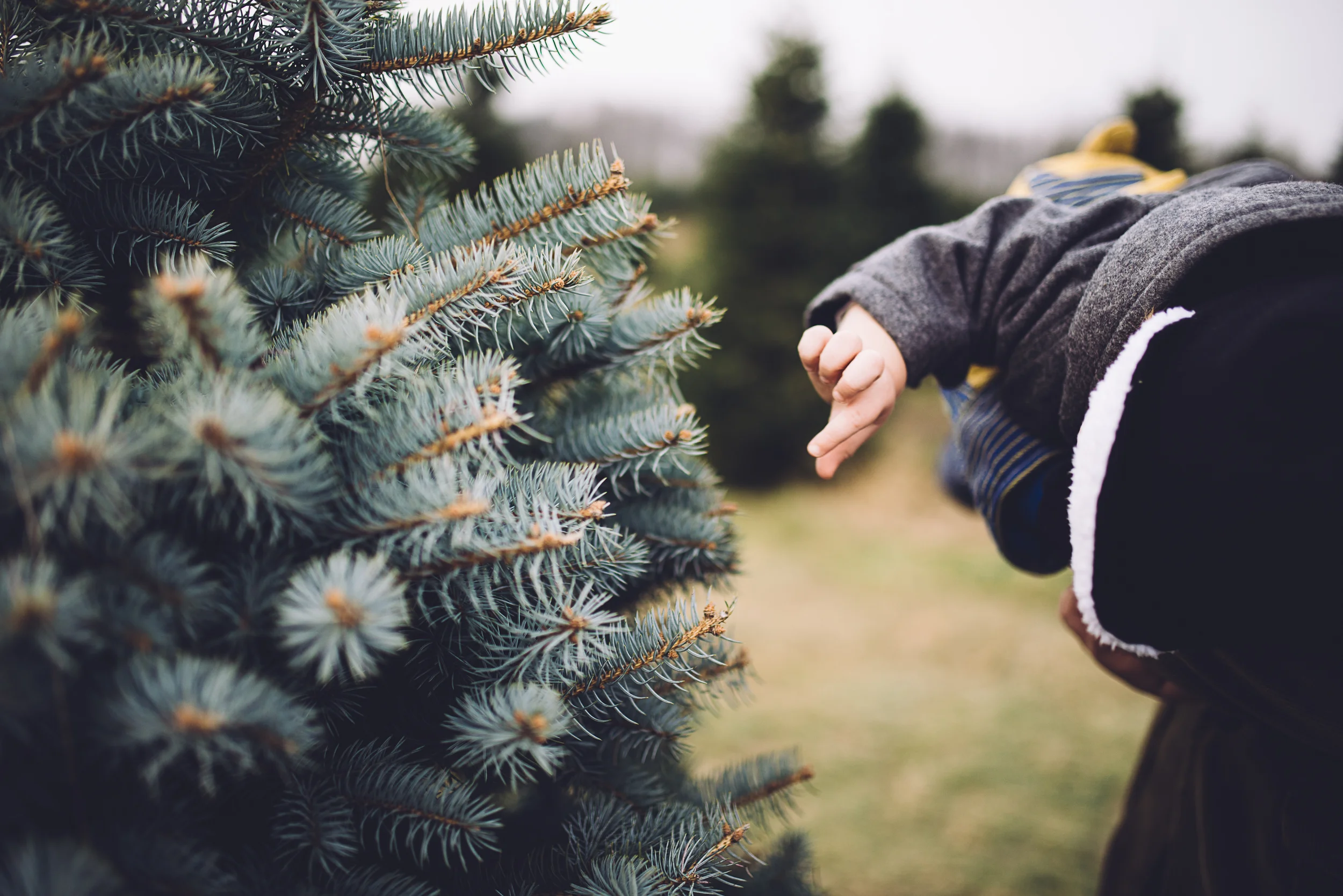 christmas-tree-cutting-7.jpg